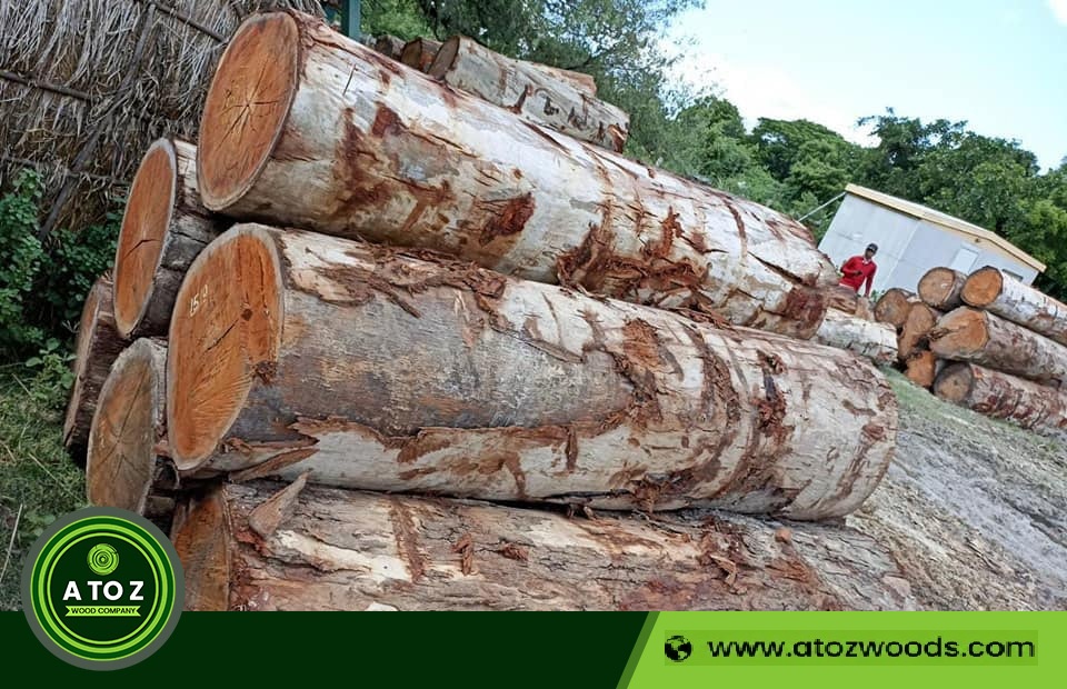 euclayptus wood logs