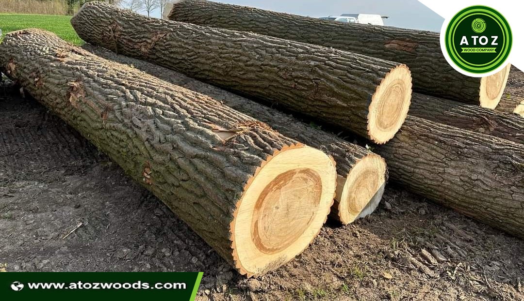 poplar wood logs supplier