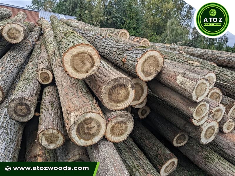 poplar wood logs for sale