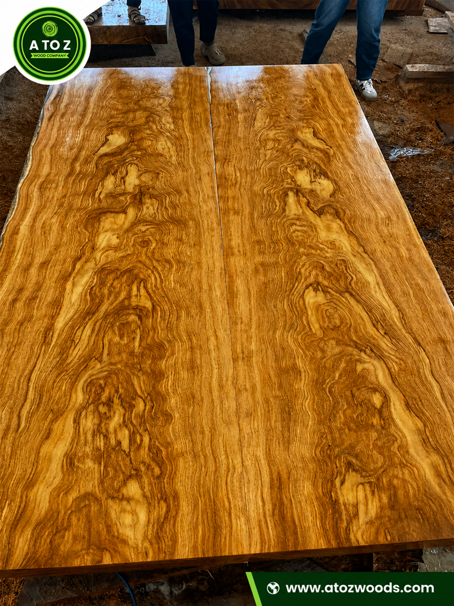 Pachyloba slab pachyloba slab