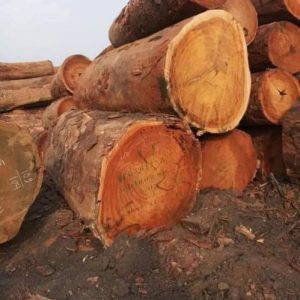 sapele wood logs