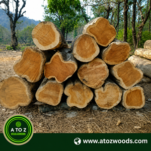 teak wood logs