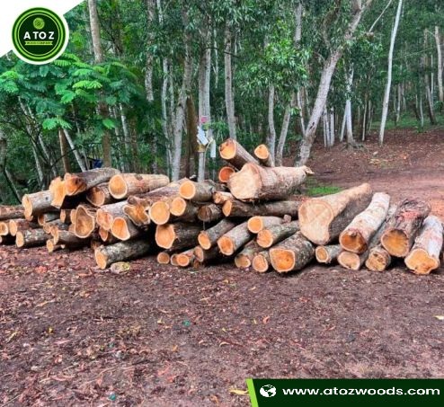 acacia wood logs
