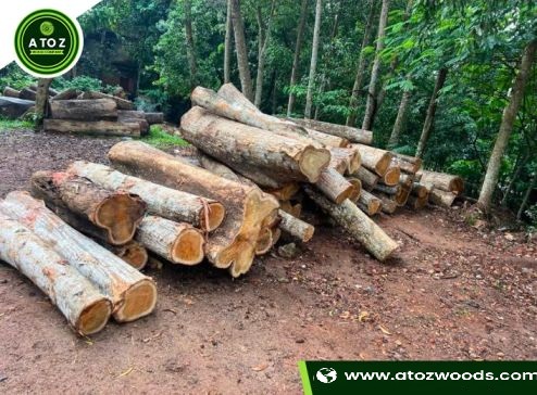 Acacia-wood-logs-export acacia logs for sale