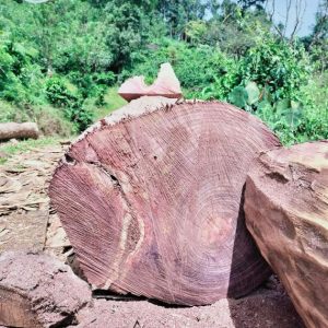 rosewood log