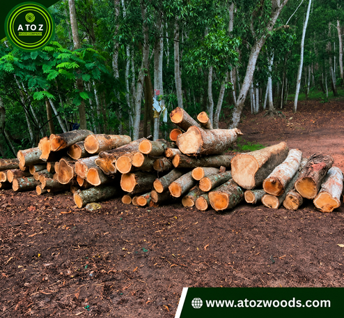 Afromosia Logs Afromosia or african teak logs