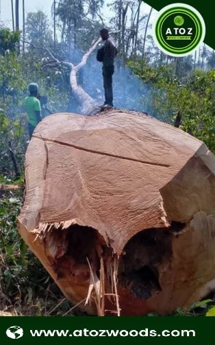 tali log supplier