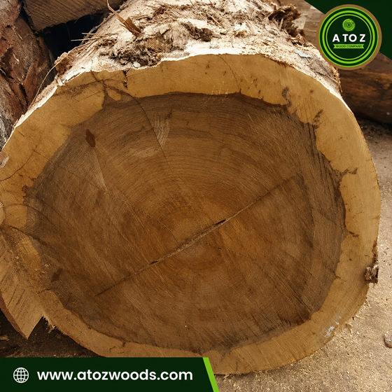 ayous log supplier