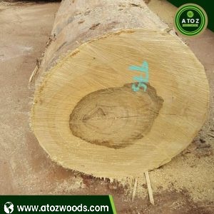 ayous logs