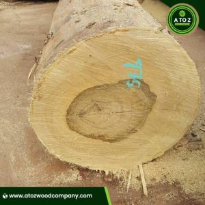 bilinga wood logs