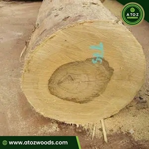 bilinga wood logs
