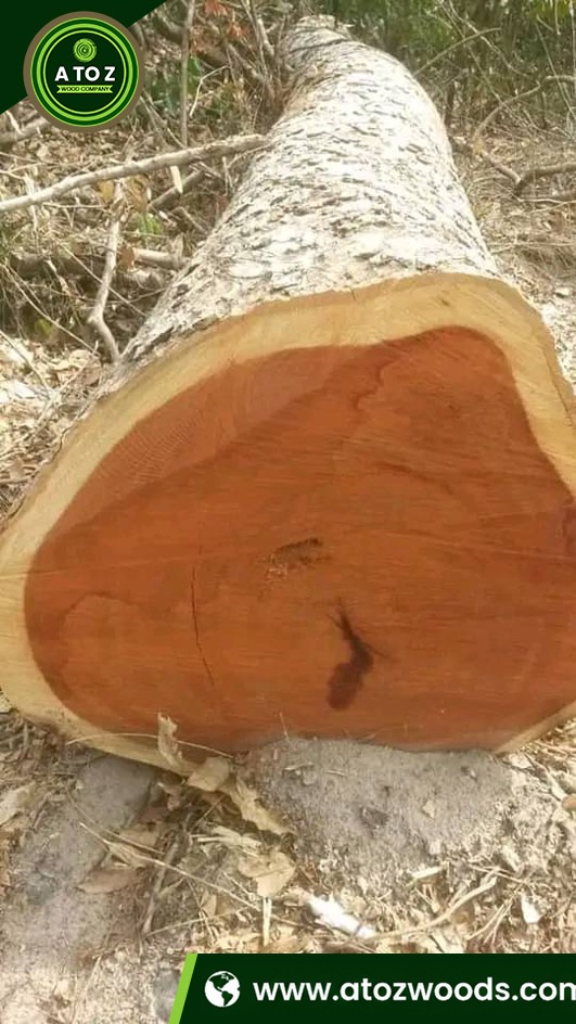 doussie wood logs