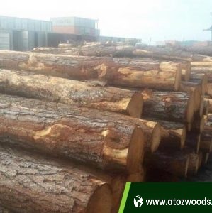 white pine logs