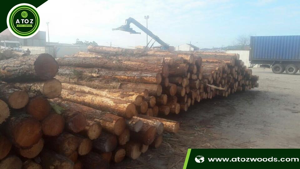 white pine logs for sale