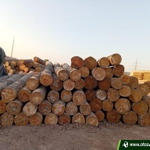 yellow pine logs
